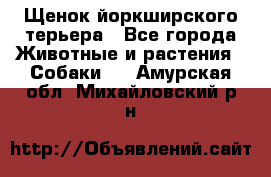 Щенок йоркширского терьера - Все города Животные и растения » Собаки   . Амурская обл.,Михайловский р-н